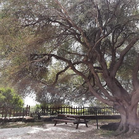 Casa Olivastra Villa Dorgali Buitenkant foto